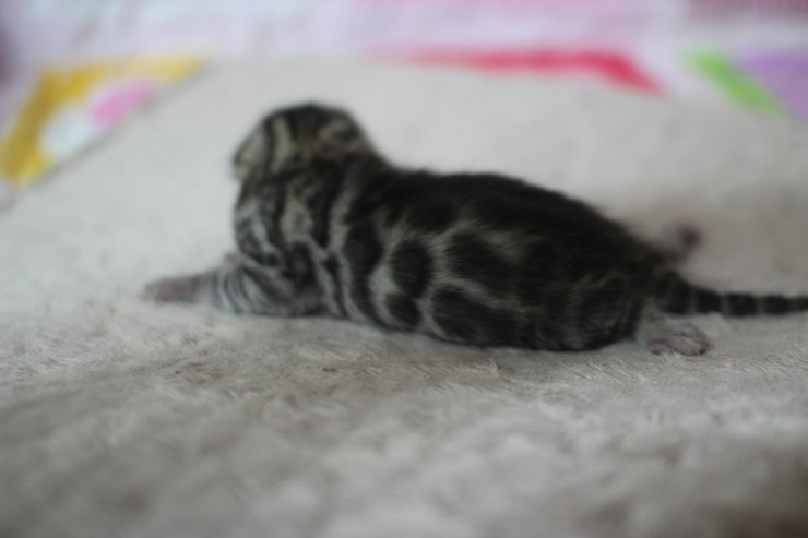 실버뱅갈고양이 꼬물이들 탄생 샤샤샷 관련 이미지 11