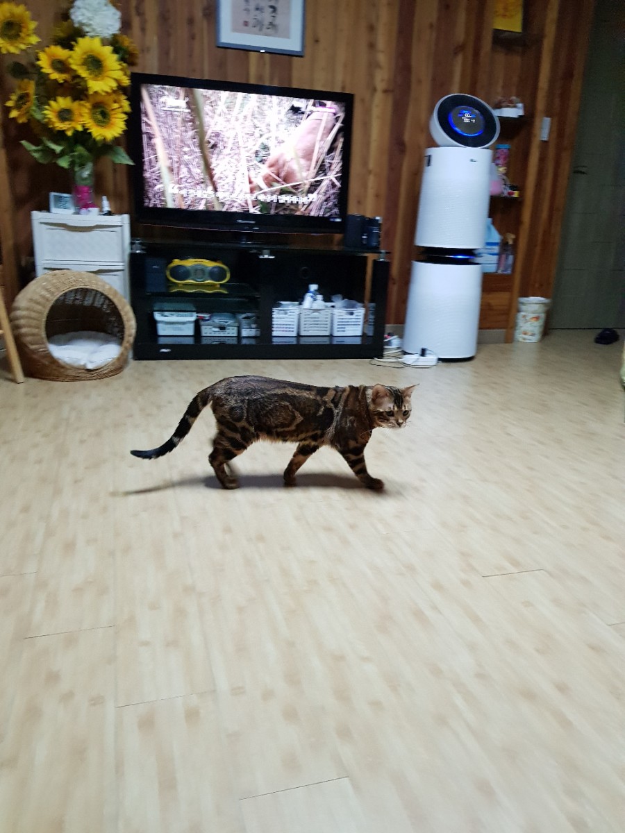 뱅갈고양이 블랙홀아 통통해지자~ 관련 이미지 7