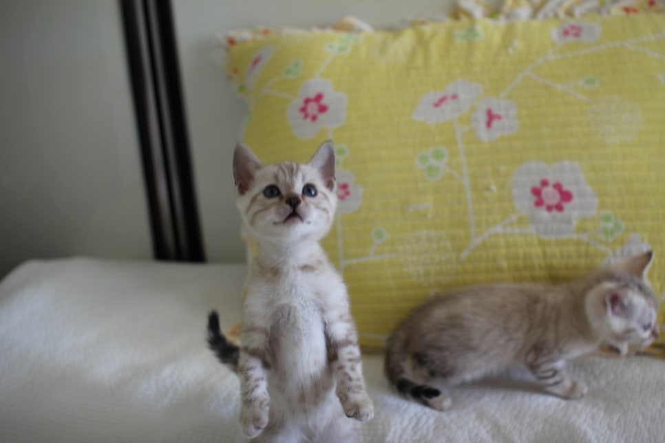 스노우뱅갈고양이 삼총사 분양해요~ 관련 이미지 5