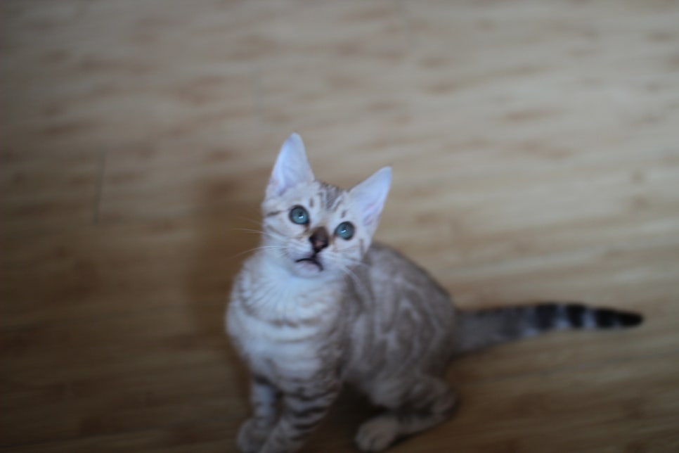 실밍크 뱅갈고양이 키퍼여아 애교가 끝내줘요~ 관련 이미지 5