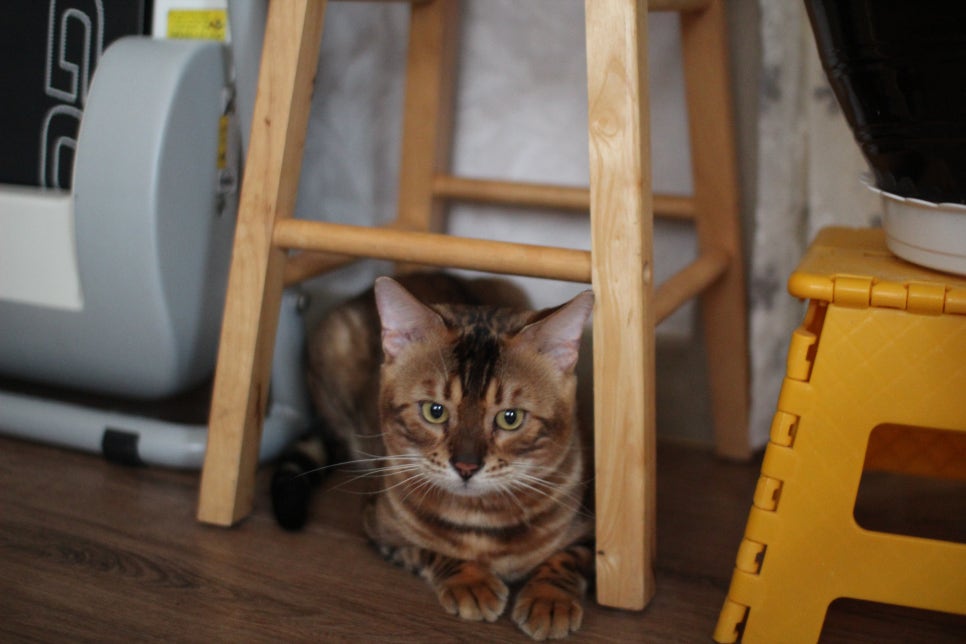 소유뱅갈캐터리 원탑 오랜만에 사진 찍었어요~ 관련 이미지 5