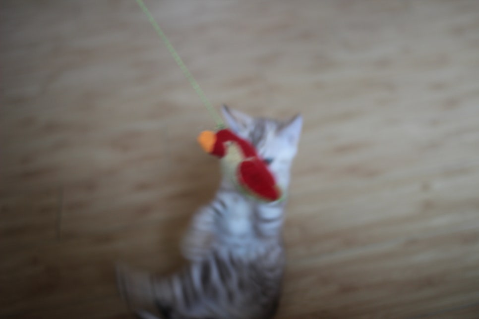 실밍크 뱅갈고양이 키퍼여아 애교가 끝내줘요~ 관련 이미지 2