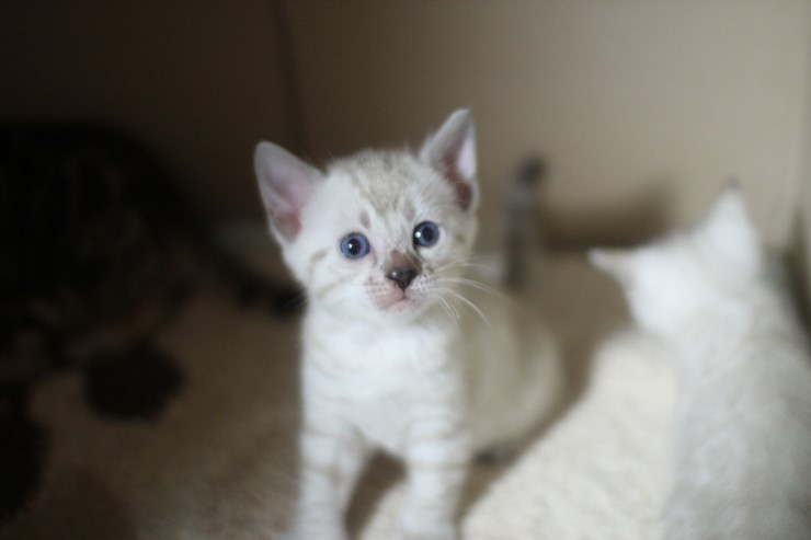 뱅갈고양이 꼬맹이들 많이 컸어요~ 관련 이미지 6