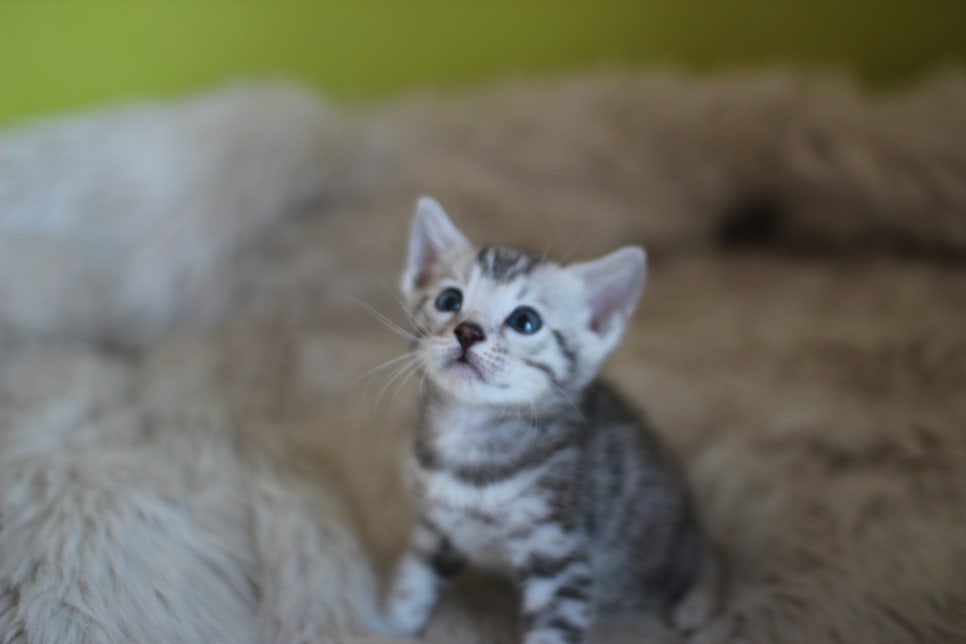 뱅갈고양이 분양 부티가 흘러요 흘러~ 관련 이미지 9