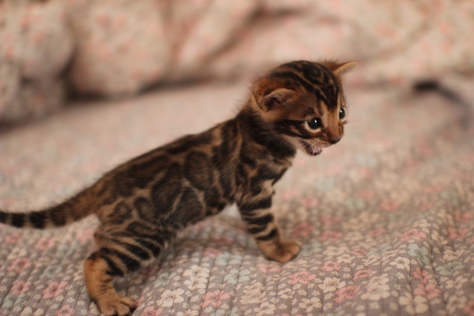 빅로젯 뱅갈남아 분양해요~ 관련 이미지 1