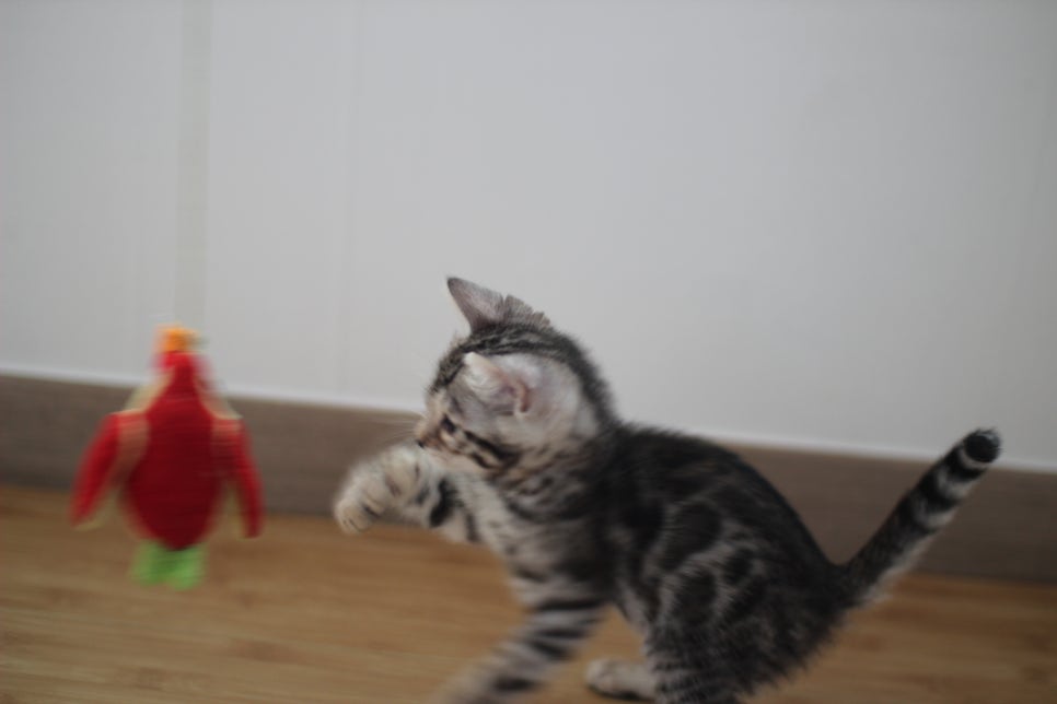 뱅갈고양이 개냥이 찾으시는 분들 보세요 관련 이미지 14