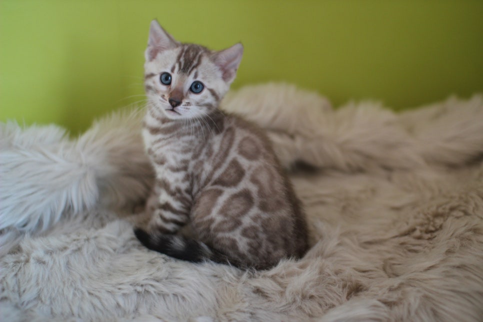 뱅갈고양이 분양 부티가 흘러요 흘러~ 관련 이미지 42