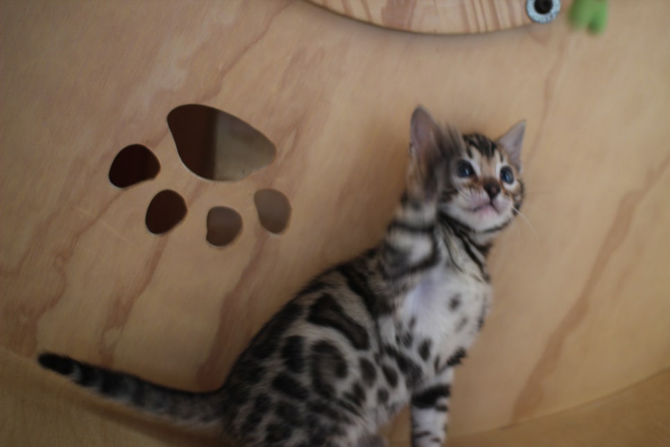 뱅갈고양이분양 환경좋은 홈캐터리에서 받으세요^^ 관련 이미지 10