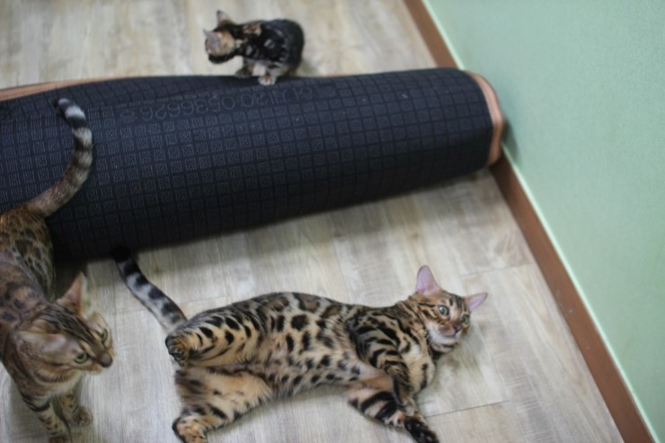 뱅갈고양이 링컨이 근황~~~ 관련 이미지 3