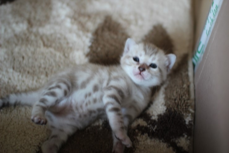 스노우 뱅갈고양이 밍크걸 보시고 가세요^^ 관련 이미지 23