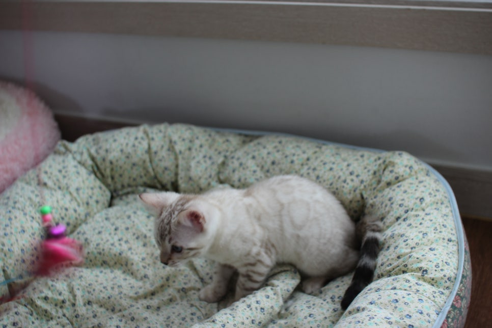 스노우뱅갈고양이 여아 분양해요~ 관련 이미지 3