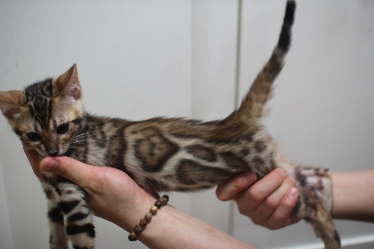 뱅갈고양이 예약된 여아들 입니다. 관련 이미지 4