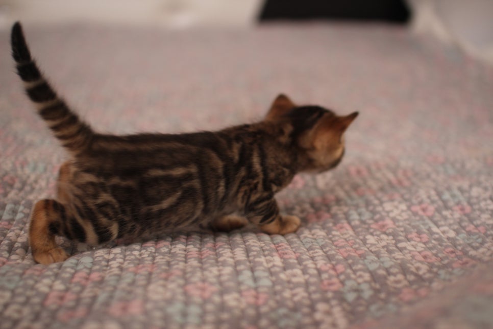 브라운 남아,여아 분양합니다~ 관련 이미지 9