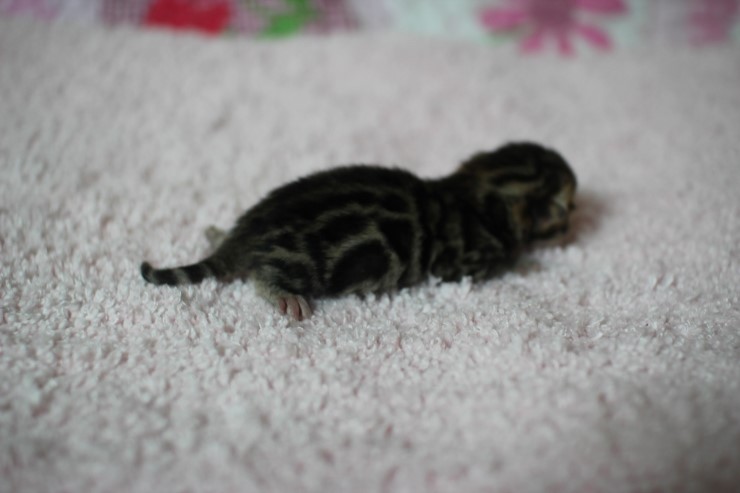 소유뱅갈고양이 캐터리 출산소식 관련 이미지 12