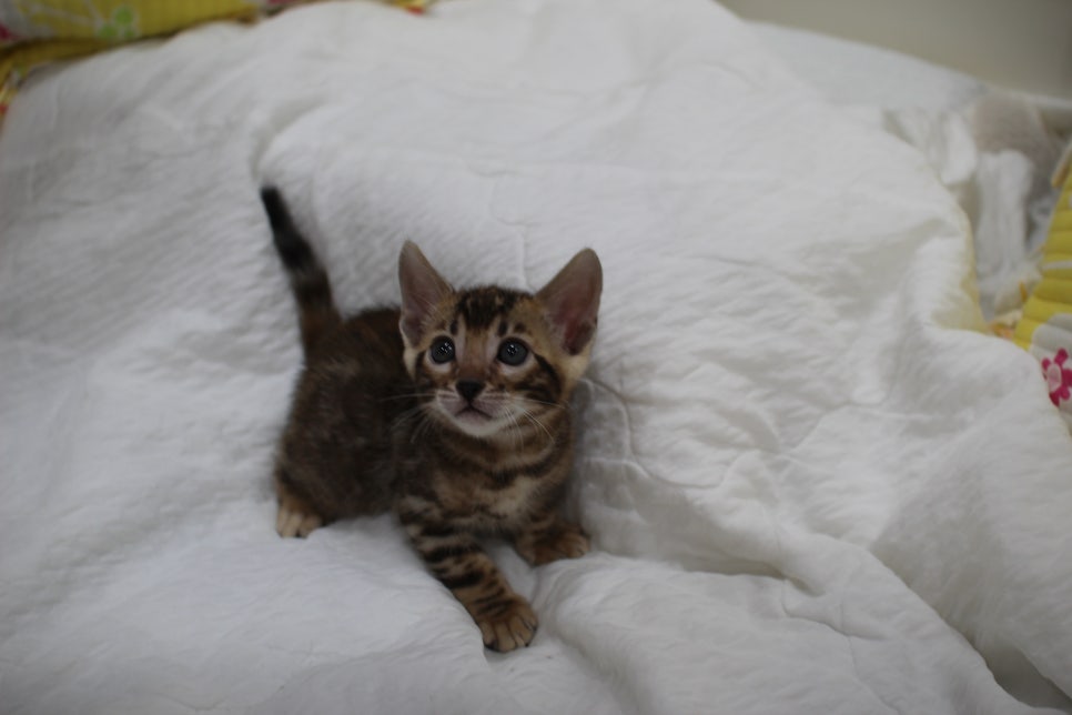 붉은빛 모색이 멋진 뱅갈고양이 남아4 분양해요~ 관련 이미지 3