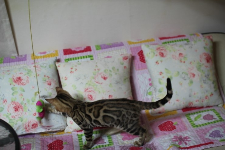 강아지 같은 성격에 뱅갈고양이 분양해요 관련 이미지 2