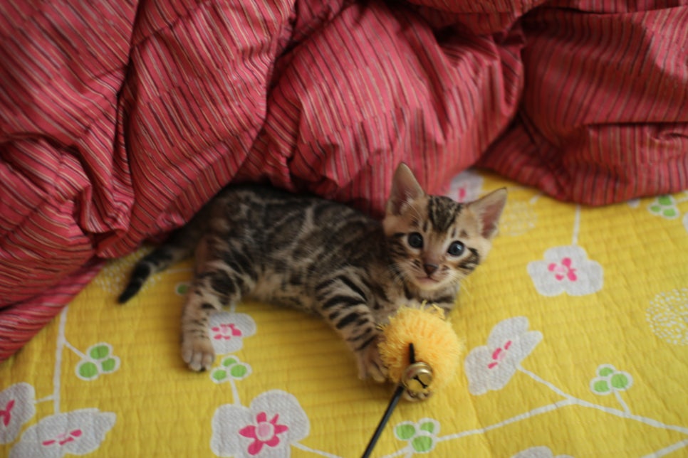 뱅갈고양이 남아 분양중 입니다~ 관련 이미지 5