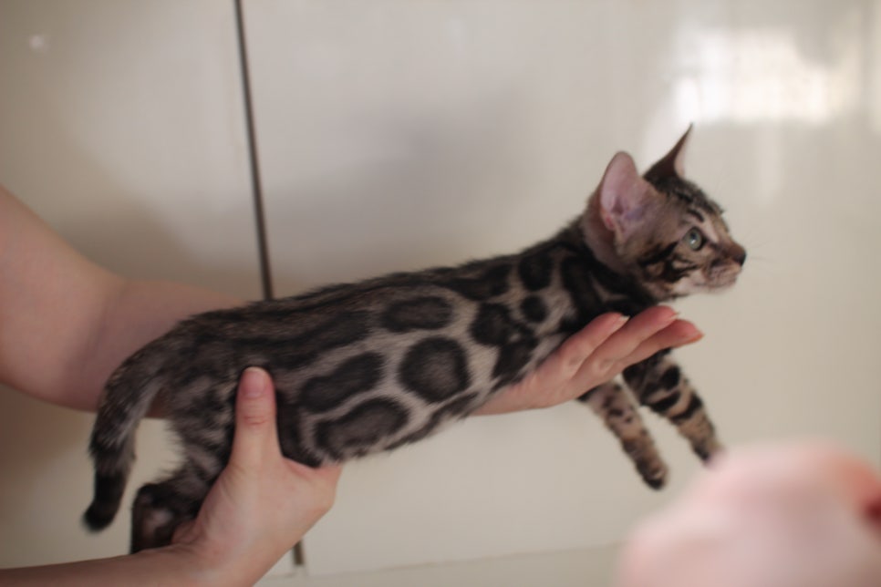 브라운 뱅갈고양이 분양중인 아이들 오늘 모습 입니다~ 관련 이미지 2