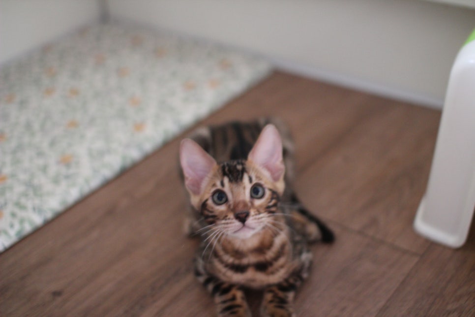 뱅갈고양이 강아지들 등장이요~~ 관련 이미지 9