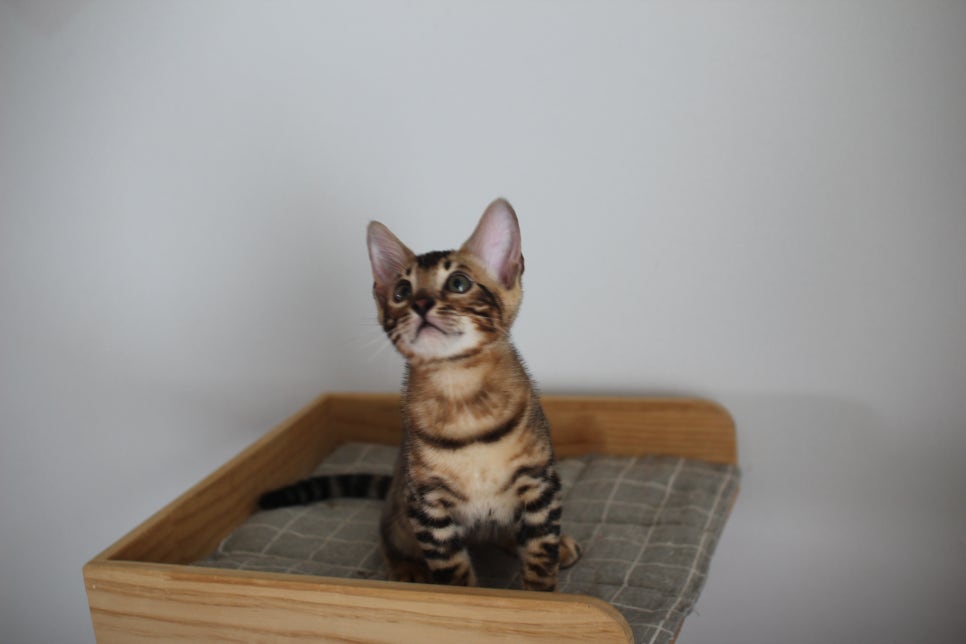 완전 완전 개냥이 뱅갈고양이 남아2 분양해요~ 관련 이미지 2