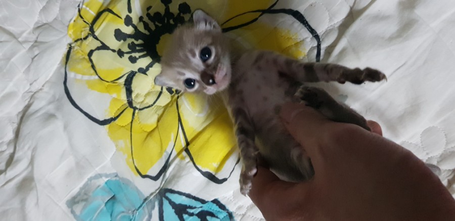 뱅갈고양이 인형 입니다 ㅎㅎ 관련 이미지 1