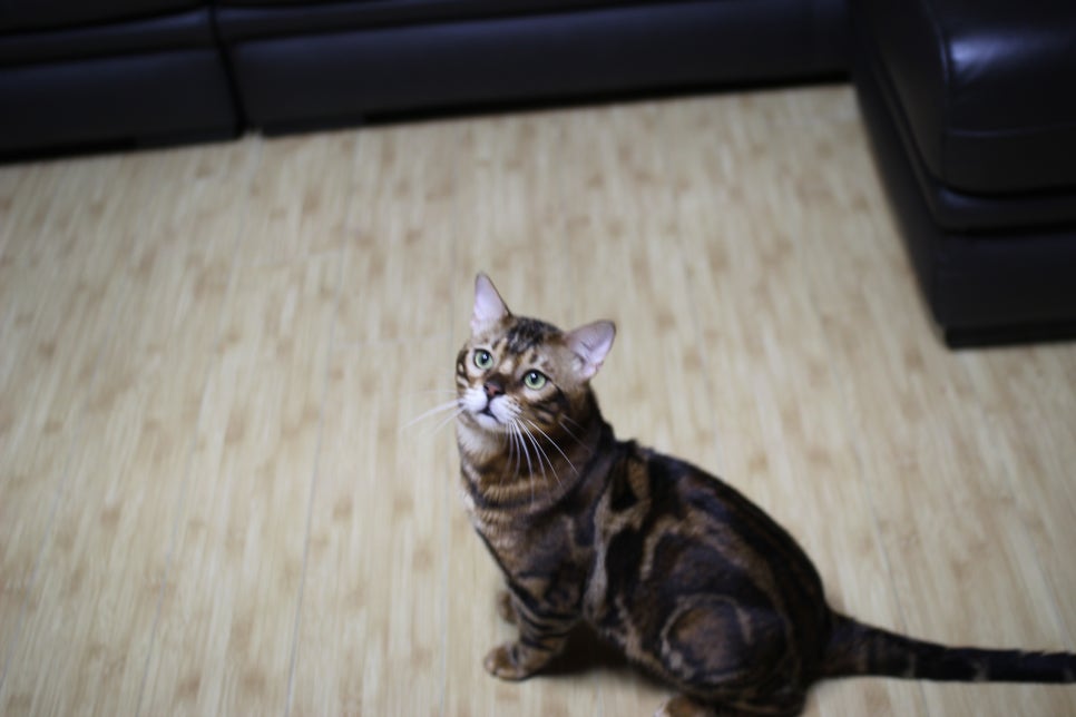 미남 뱅갈고양이 블랙홀~ 관련 이미지 1