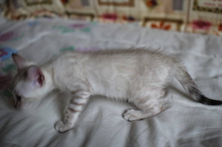 실링스 뱅갈고양이 키퍼 여아 입니다^^ 관련 이미지 2