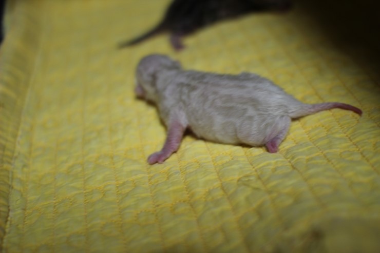 소유뱅갈캐터리 출산소식 입니다~ 관련 이미지 4