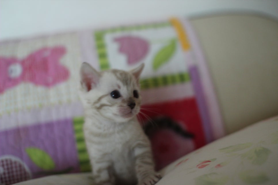 앙증,깜찍 스노우 뱅갈고양이 꼬맹이들~~ 관련 이미지 12