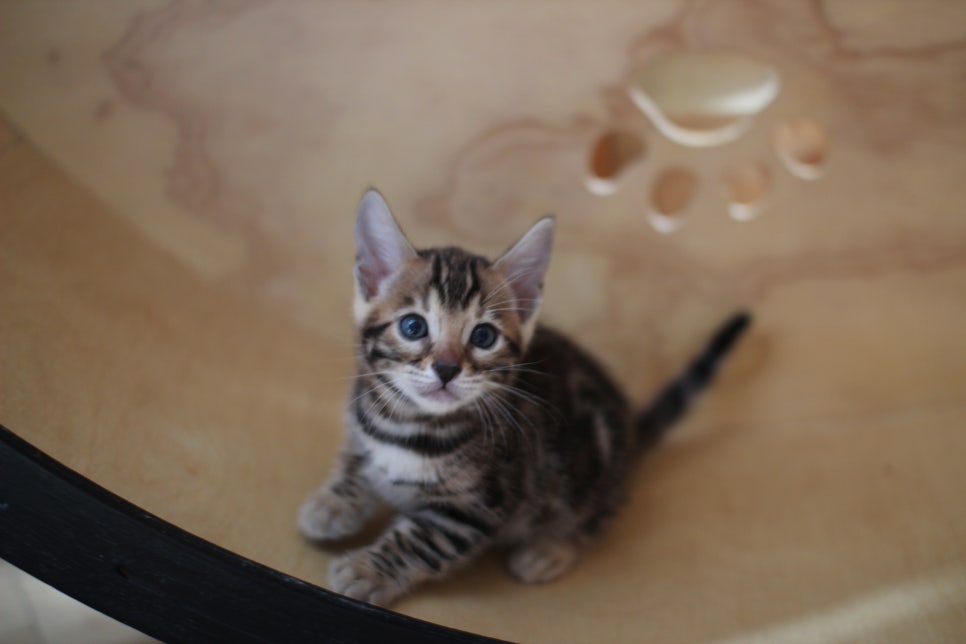 뱅갈고양이 여아들 캣휠 연습중~ 관련 이미지 1