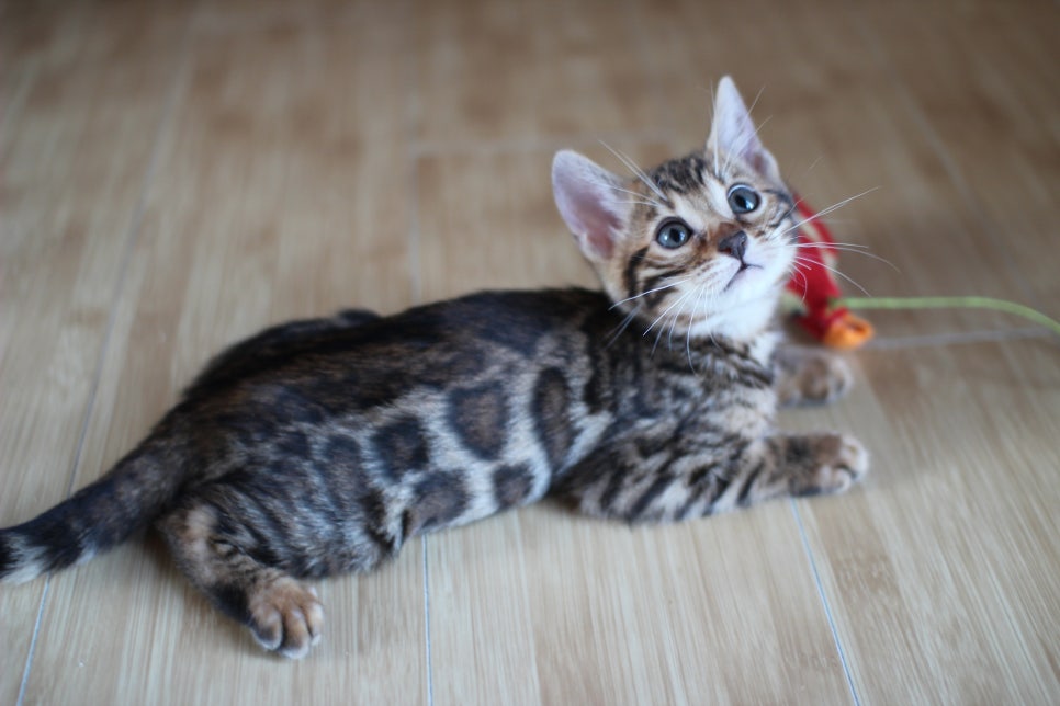 성격좋은 개냥이 뱅갈고양이를 찾으세요? 관련 이미지 7