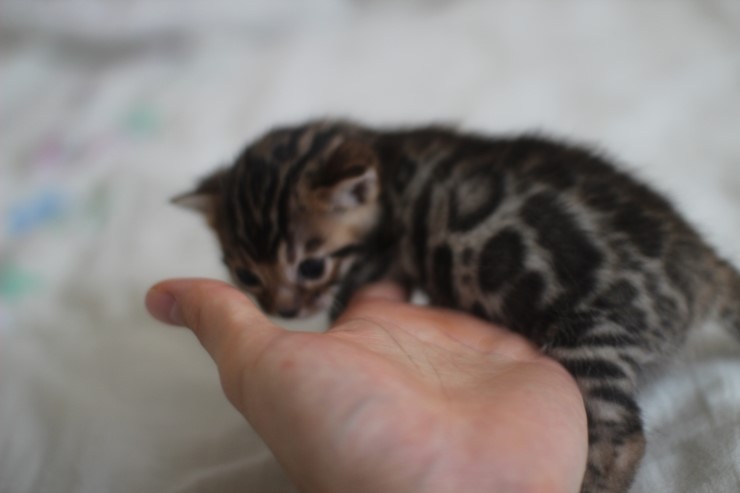 뱅갈고양이 남매 오늘 모습 입니다~ 관련 이미지 17