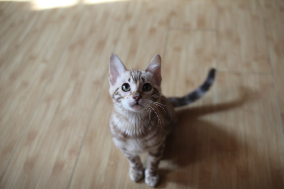 뱅갈고양이 블랙홀과 동희예요~ 관련 이미지 8