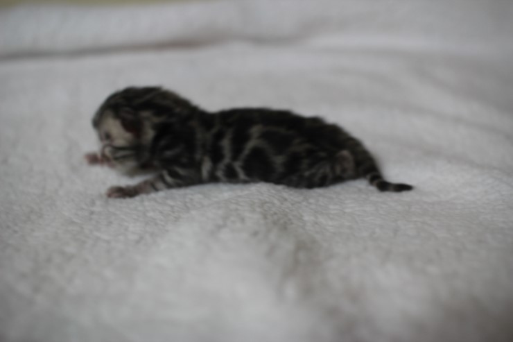 new litter 관련 이미지 5