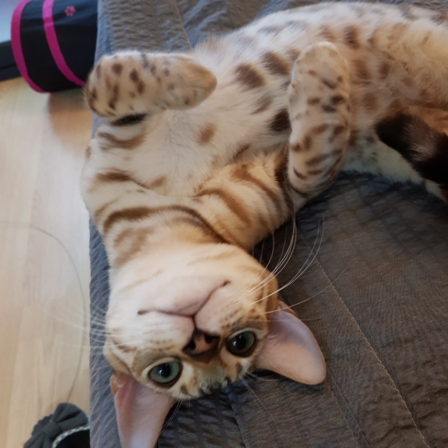 스노우뱅갈고양이 형제예요~ 관련 이미지 3