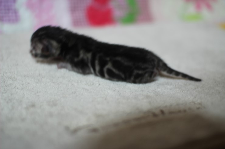 실버뱅갈고양이 꼬물이 태어났어요 관련 이미지 5