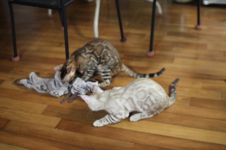 뱅갈고양이 까불이들 입니다~ 관련 이미지 3