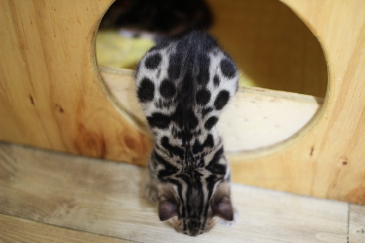 꼬맹이 뱅갈고양이 곰돌이~ 관련 이미지 3