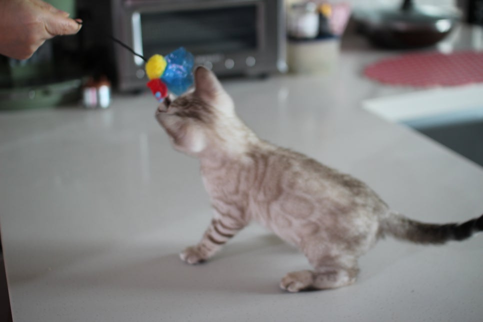 진정한 개냥이 스노우뱅갈고양이 남아 분양해요~ 관련 이미지 7