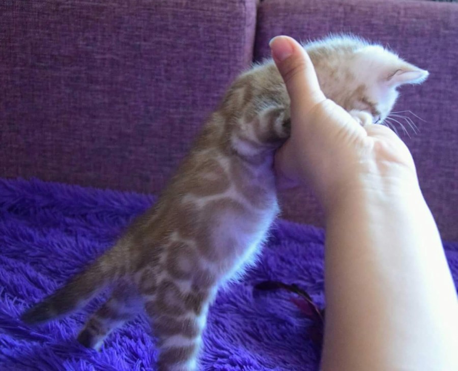 해외 실밍크 뱅갈고양이 남아 관련 이미지 2