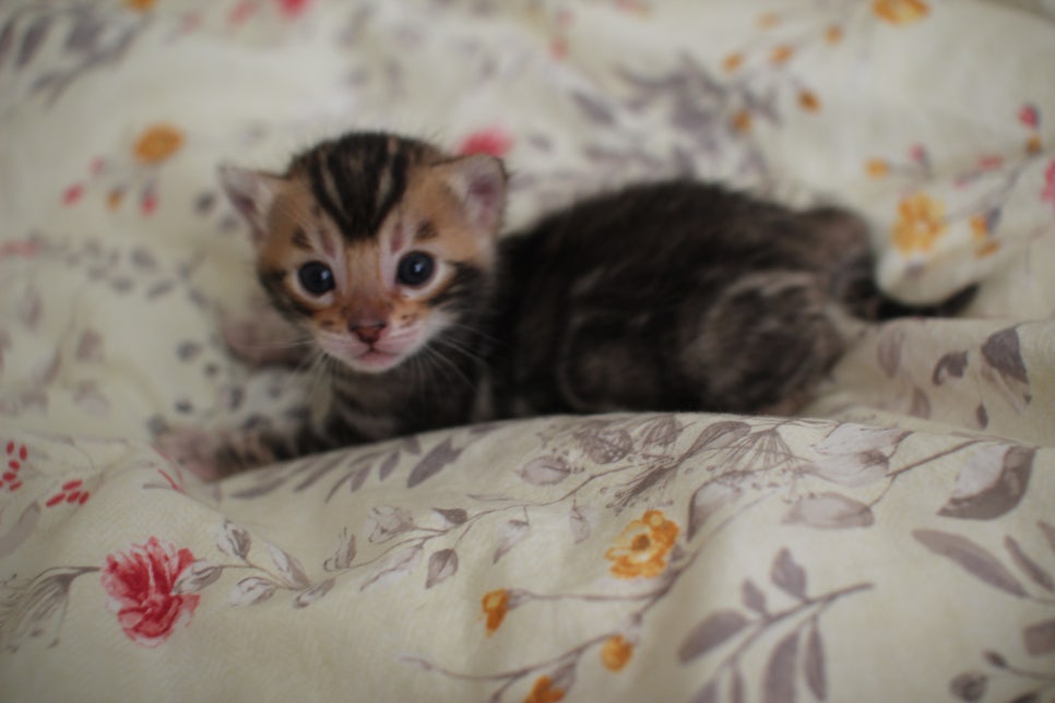 아가 뱅갈고양이 벌써부터 개냥이에 모습이~ 관련 이미지 2