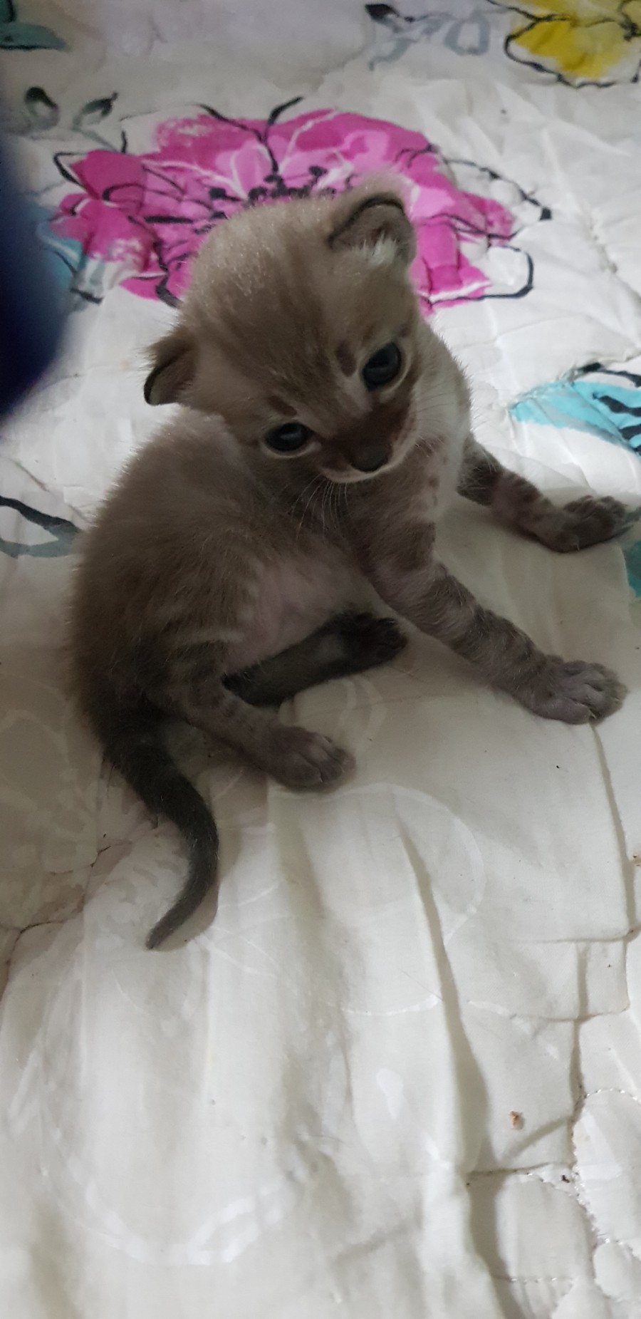 뱅갈고양이 인형 입니다 ㅎㅎ 관련 이미지 3