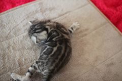 해외로 예약된 실버뱅갈고양이 남아~ 관련 이미지 4
