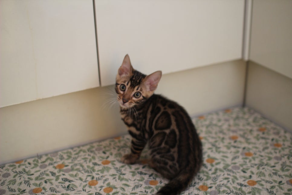 뱅갈고양이분양 장군이,아롱이, 탑식이~ 관련 이미지 12