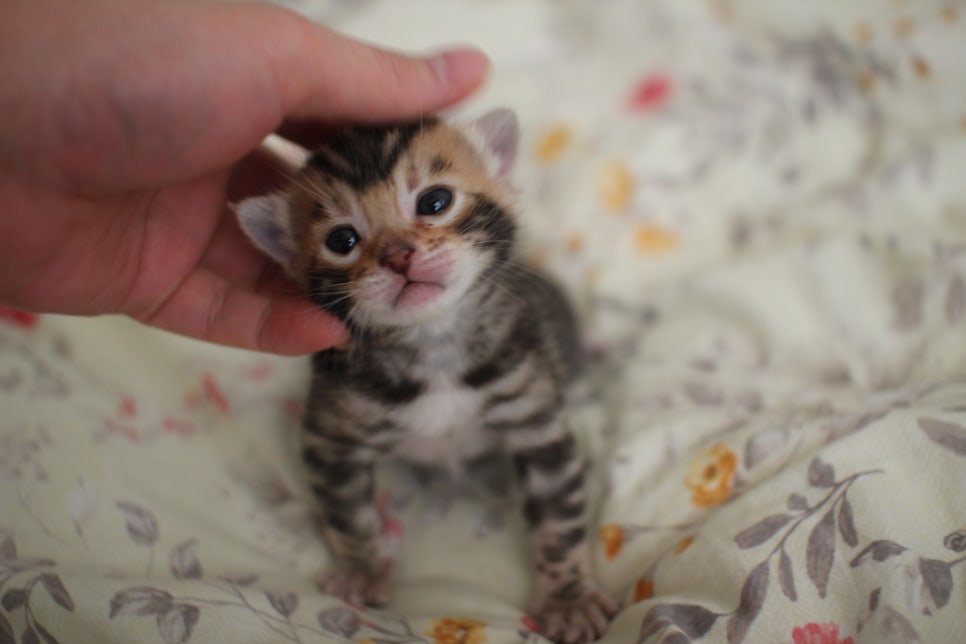 아가 뱅갈고양이 벌써부터 개냥이에 모습이~ 관련 이미지 3
