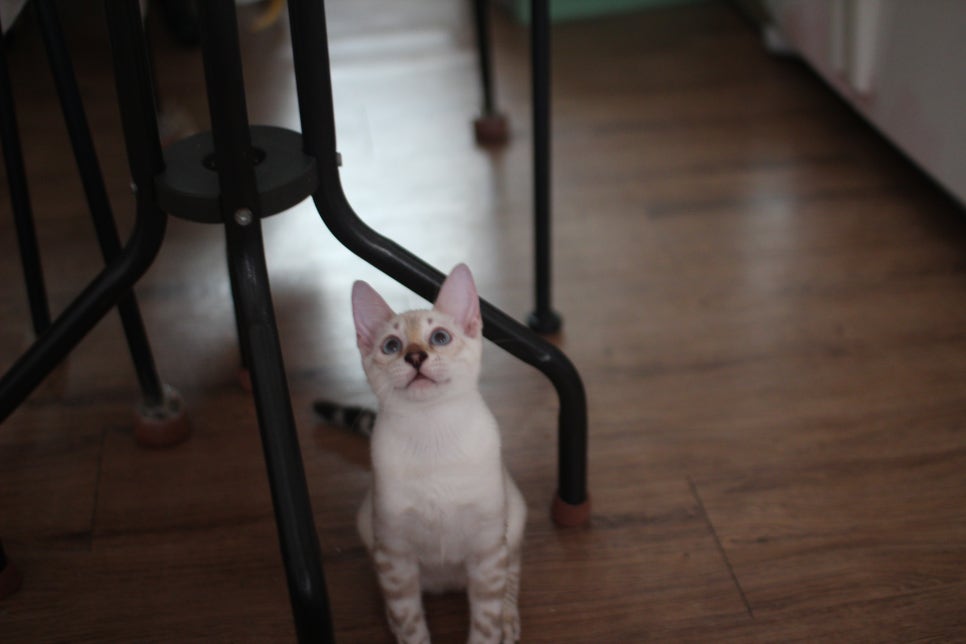 스노우뱅갈고양이 덩치 큰 여아예요~ 관련 이미지 5