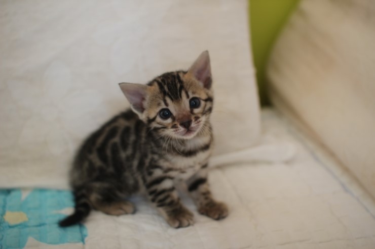 비슷한 패턴에 뱅갈고양이 남매~ 관련 이미지 6