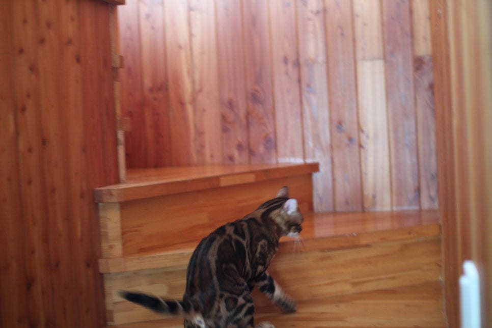 뱅갈고양이 블랙홀 강아지야 고양이야? ^^ 관련 이미지 5