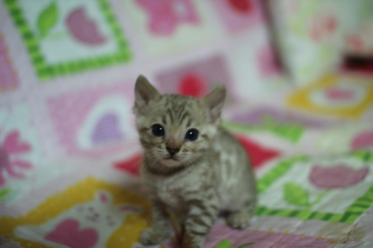 뱅갈고양이 분양 진정한 개냥이란? 관련 이미지 26