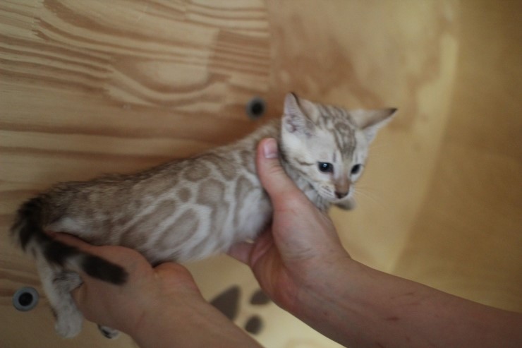 실밍크 뱅갈고양이 분양 남아 두아이 소개 합니다 관련 이미지 9